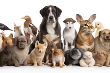 pets in Albania classified ads